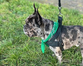 Bulldog Francese x Monta