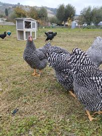 Galline razza Amrock