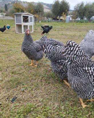 Galline razza Amrock