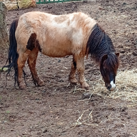 Pony maschio