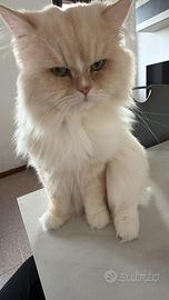 Gatto intero