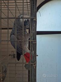 Pappagalli allevati a mano