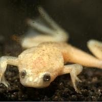 RANA ACQUATICA NANA Hymenochirus gold e ancestrale