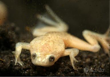 RANA ACQUATICA NANA Hymenochirus gold e ancestrale