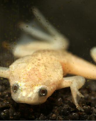 RANA ACQUATICA NANA Hymenochirus gold e ancestrale