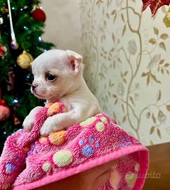 Chihuahua femmina Pedigree ENCI