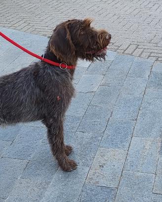 Drahthaar cucciola cani da tartufi, cani da caccia
