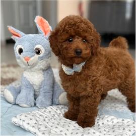 BARBONCINI E BARBONCINE TOY – CUCCIOLI DISPONIBILI