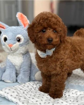 BARBONCINI E BARBONCINE TOY – CUCCIOLI DISPONIBILI