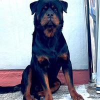 Stallone rottweiler per monta