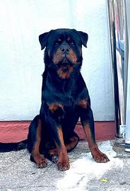 Stallone rottweiler per monta