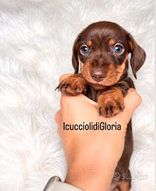 BASSOTTO kaninchen CIOCO OCCHI VERDI
