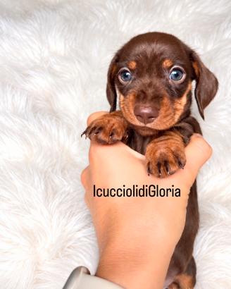 BASSOTTO kaninchen CIOCO OCCHI VERDI