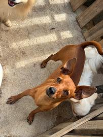 Pinscher femmina