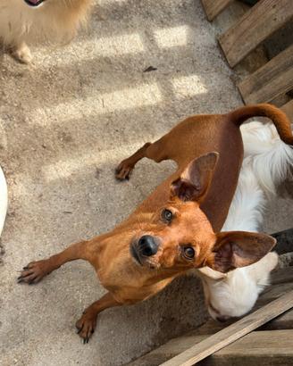 Pinscher femmina