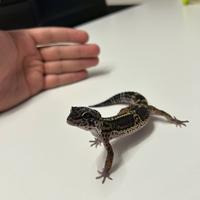 Geco Leopardino