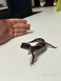 Geco Leopardino