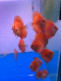 Discus