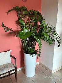 Pianta da arredo per interni esclusivi (con vaso)