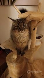 Gatto delle foreste