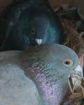 Colombi classici muraioli o selvatici. ok a scambi