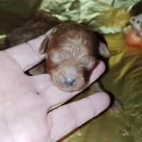 Barboncini toy pedigree enci