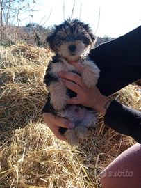 Cucciolo Morkie
