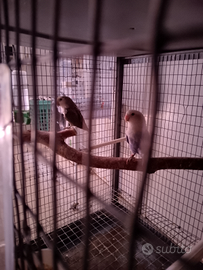 Coppia di pappagalli inseparabili