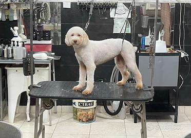 Lagotto per tartufo Bianco e nero
