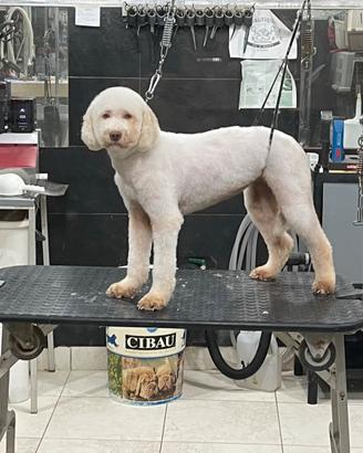 Lagotto per tartufo Bianco e nero