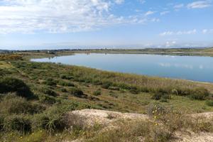 Terreno agricolo piantumato