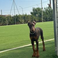 Dobermann marrone 6 mesi