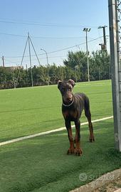 Dobermann marrone 6 mesi