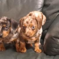 Bassotti Nani cuccioli