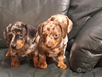 Bassotti Nani cuccioli