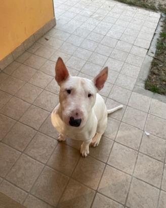 Monta bull terrier miniature