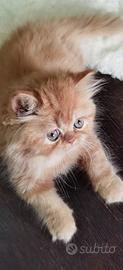 Cuccioli di Gatto Persiano