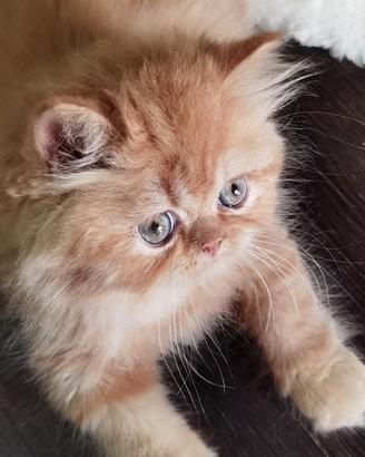 Cuccioli di Gatto Persiano