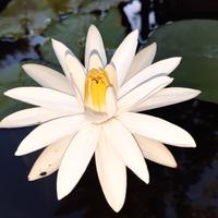 Ninfea tropicale notturna TRUDY SLOCUM