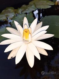 Ninfea tropicale notturna TRUDY SLOCUM