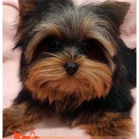 Cuccioli di YORKSHIRE TERRIER