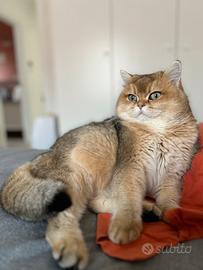 Golden British Shorthair