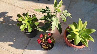4 piante grasse