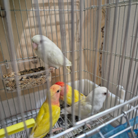 Inseparabili allevati a mano e coppie