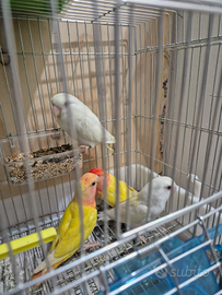 Inseparabili allevati a mano e coppie