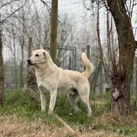 Simil Labrador maschio