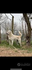 Simil Labrador maschio