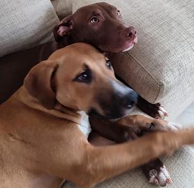 Amstaff/Pitbull