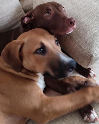 Amstaff/Pitbull