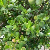ALBERO DI GIADA - CRASSULA OVATA